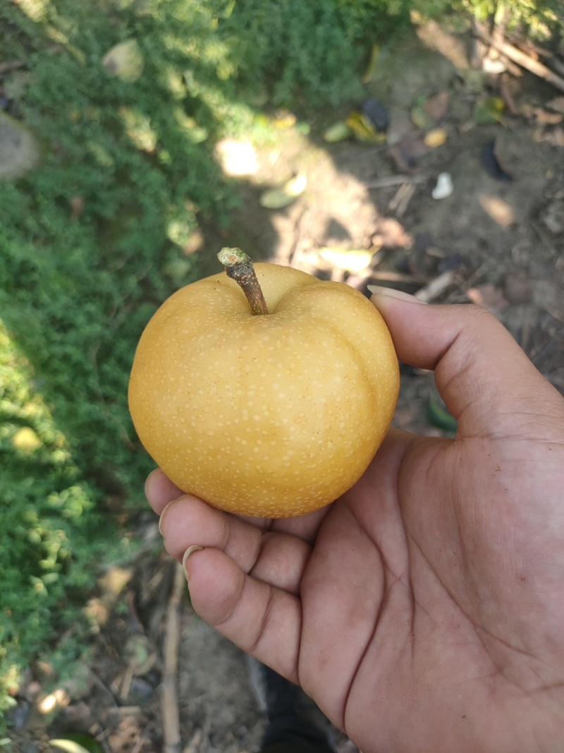 南水梨过选果机各种规格大量有货