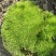 苔藓