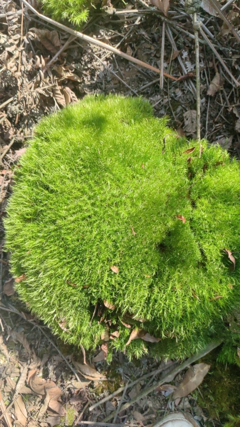 苔藓