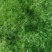 苔藓