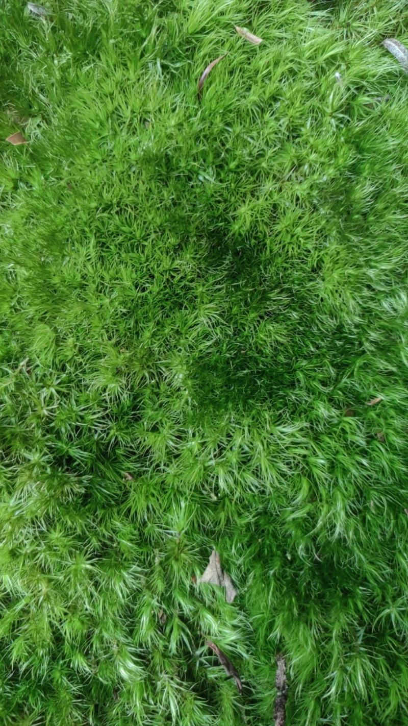 苔藓