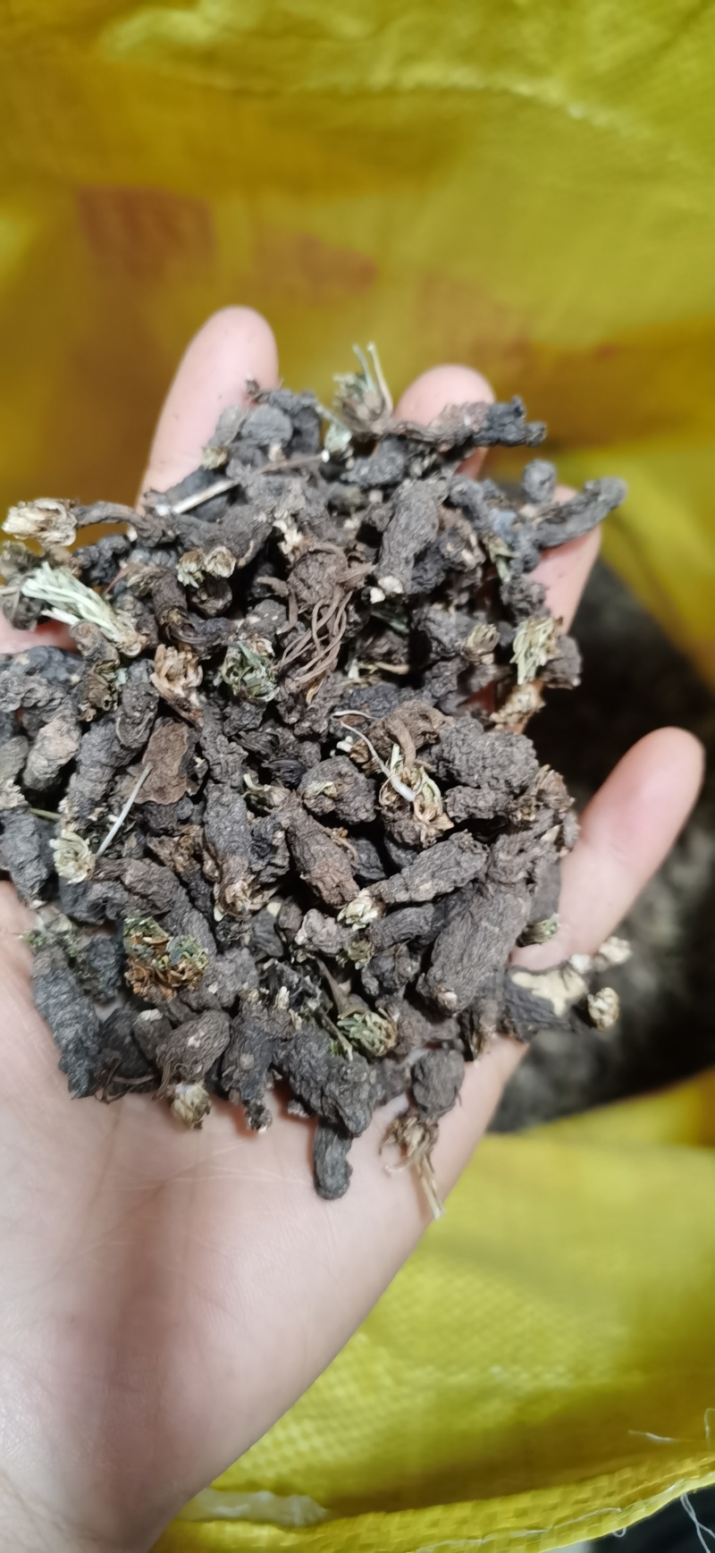 野生天葵子（俗称老鼠子屎），自然晒干筛选干净