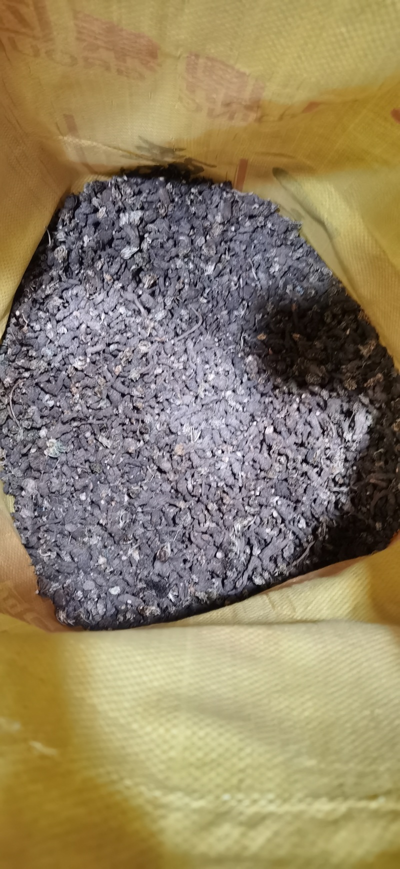 野生天葵子（俗称老鼠子屎），自然晒干筛选干净