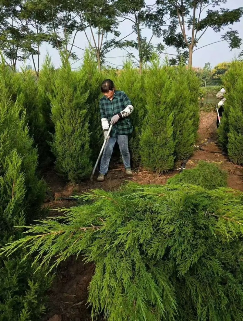 精品柏树蜀桧桧柏30-100规格齐全存活率高技术指导