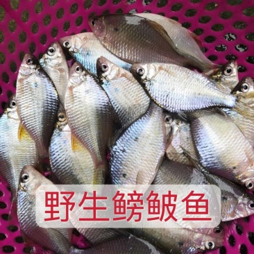 鰟鮍鱼去内脏鳑鲏鱼