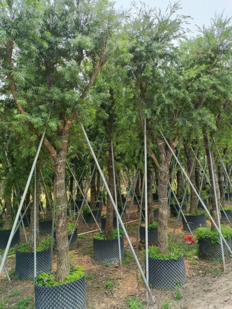 串钱柳（红千层）基地直销规格齐全欢迎老板来电咨询合作