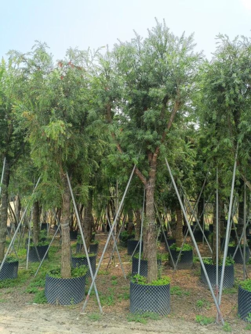 串钱柳（红千层）基地直销规格齐全欢迎老板来电咨询合作