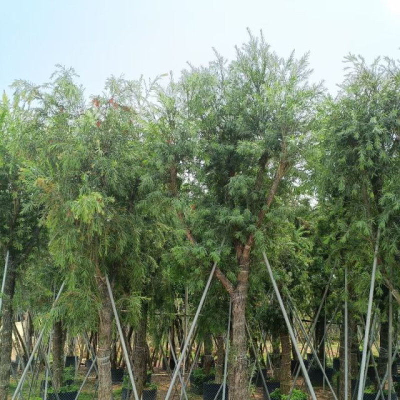 串钱柳（红千层）基地直销规格齐全欢迎老板来电咨询合作