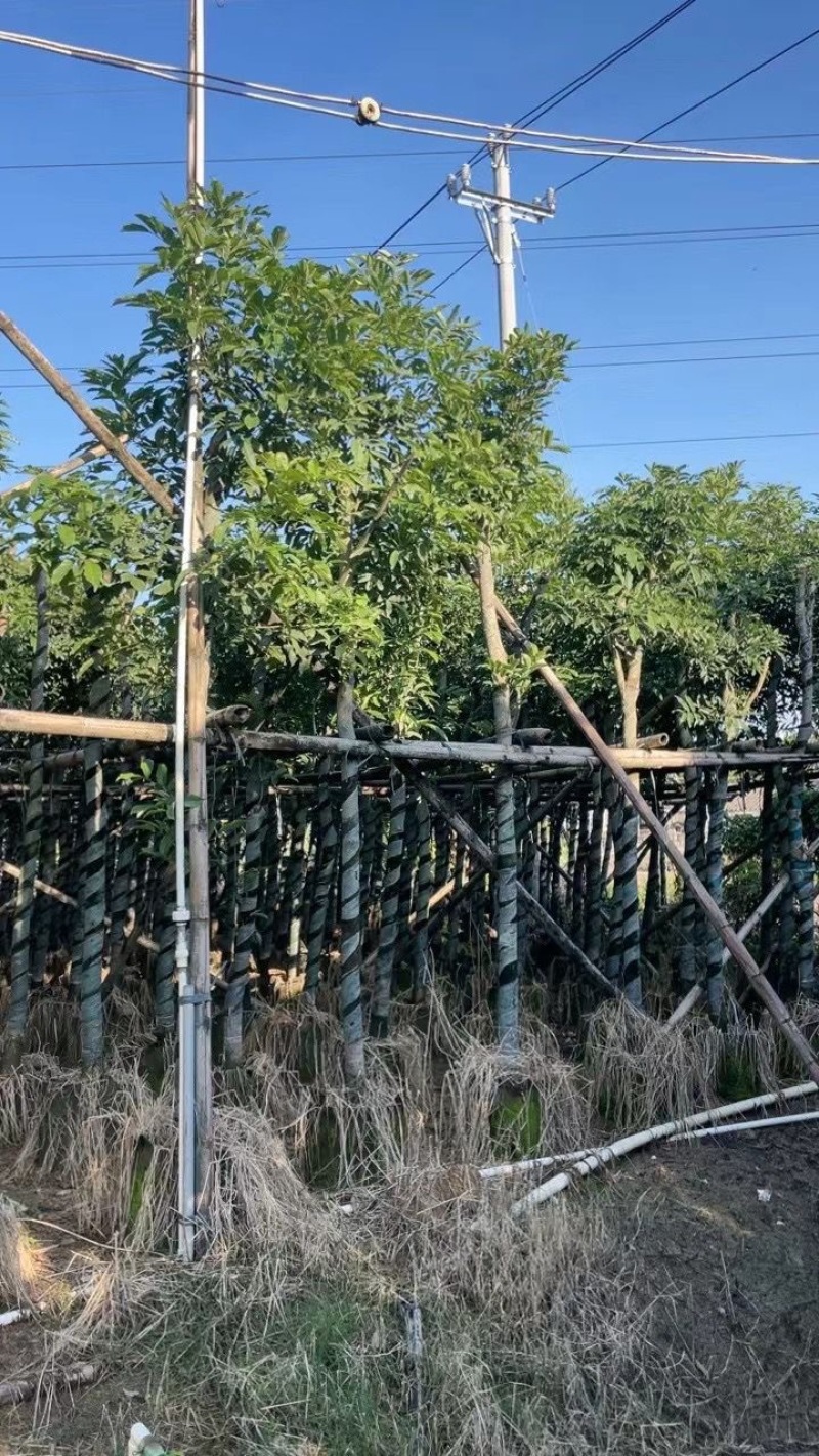 桃花心木基地直销规格齐全欢迎老板前来来电洽谈合作