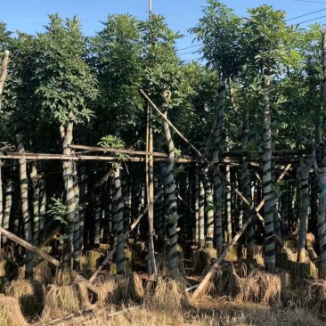 桃花心木基地直销规格齐全欢迎老板前来来电洽谈合作