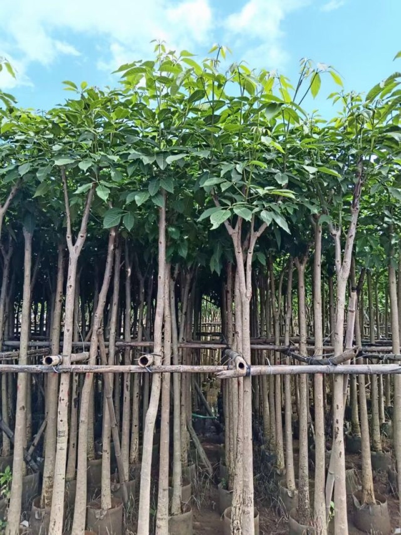 洋红花风铃木基地直销规格齐全欢迎老板来电洽谈合作