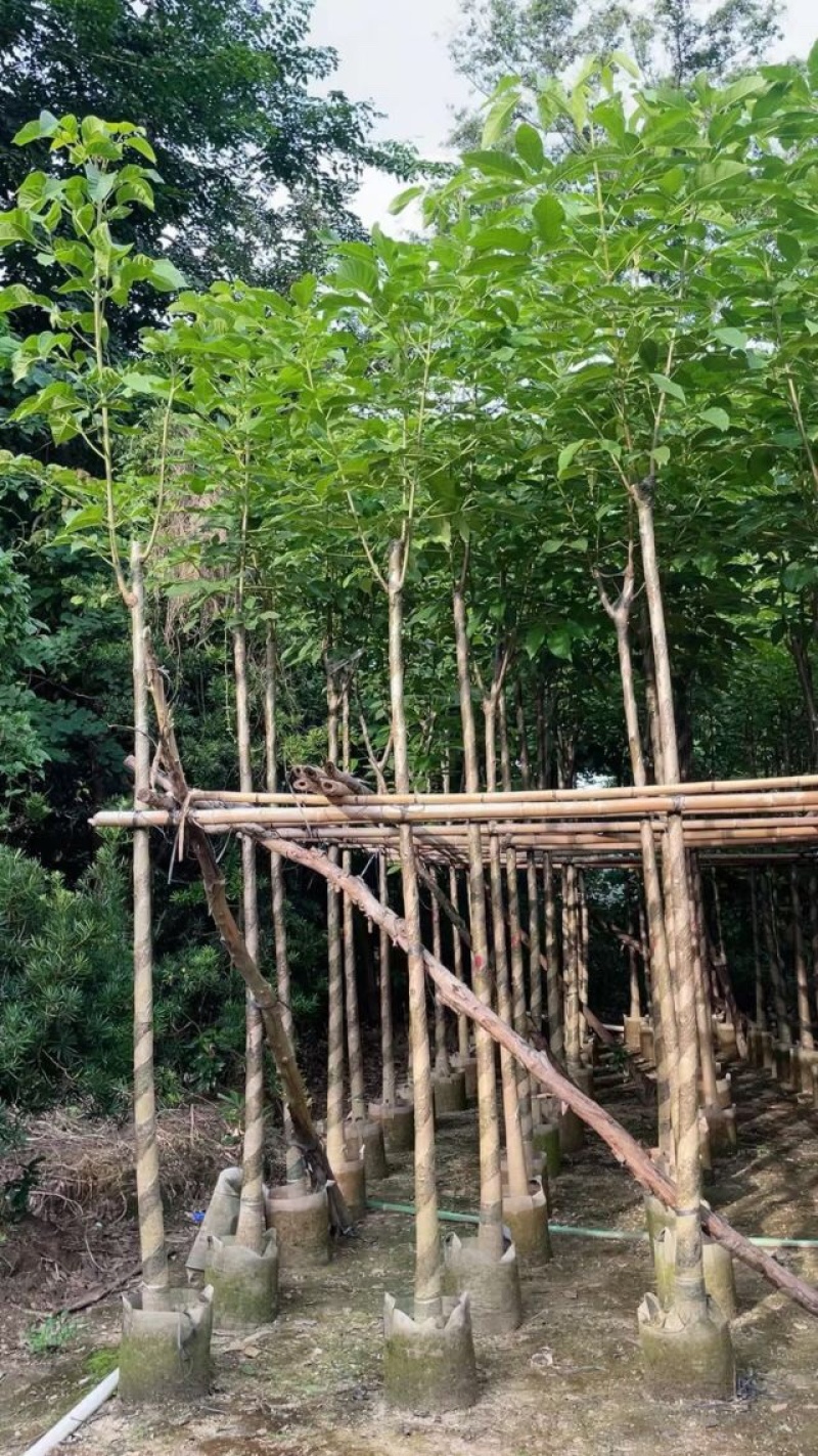 洋红花风铃木基地直销规格齐全欢迎老板来电洽谈合作