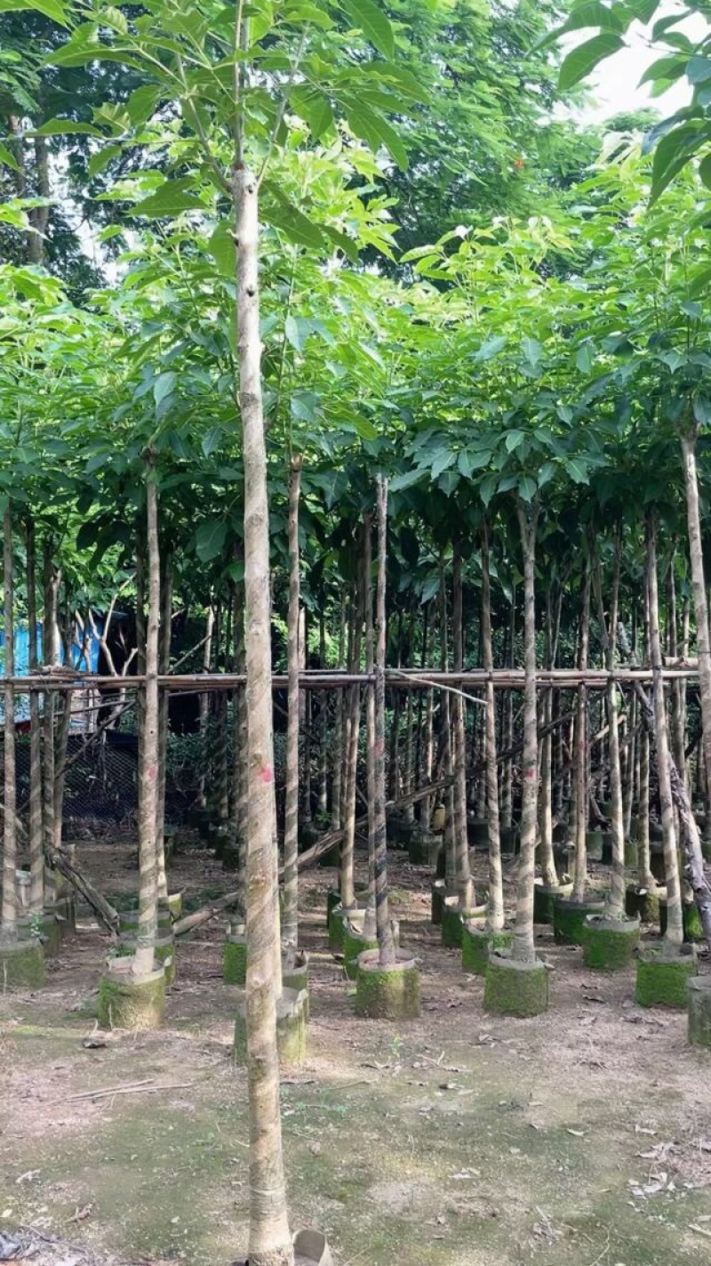 洋红花风铃木基地直销规格齐全欢迎老板来电洽谈合作