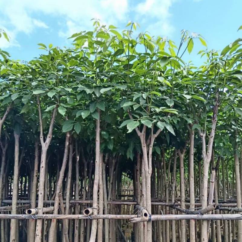 洋红花风铃木基地直销规格齐全欢迎老板来电洽谈合作