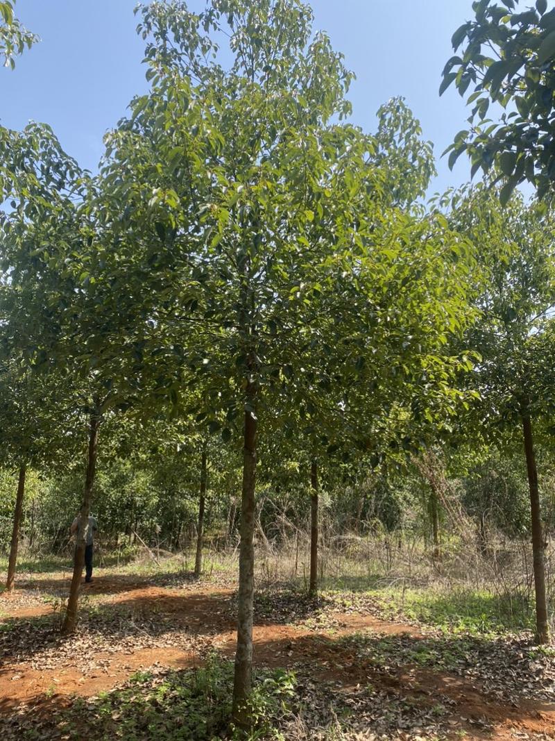 处理香樟树全冠移栽8公分10公分12公分15公分