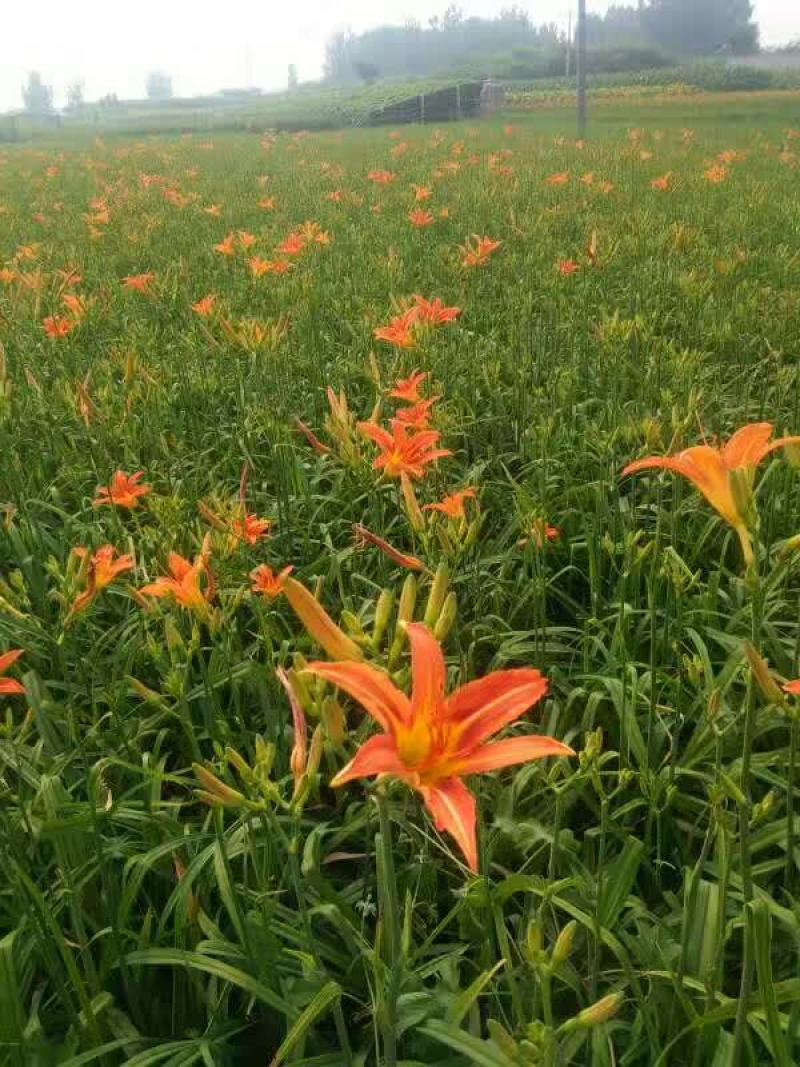 大花萱草苗圃基地直发一手货源价格优惠欢迎选购