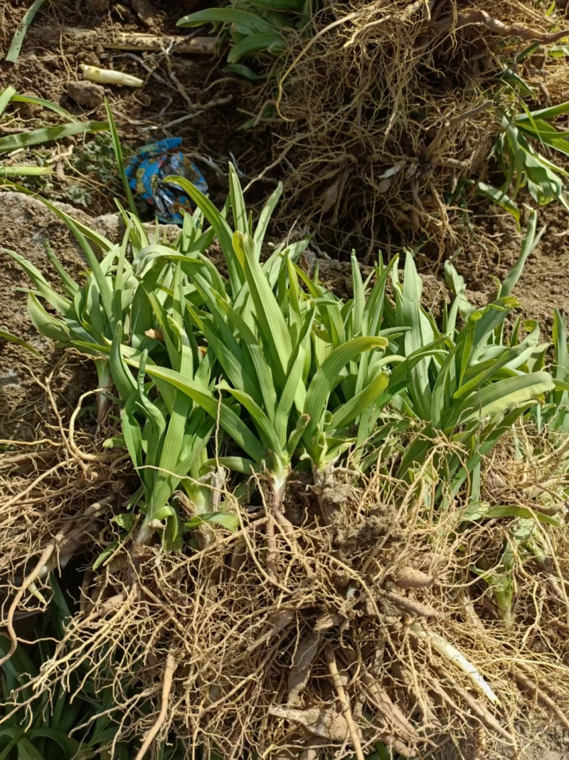 大花萱草苗圃基地直发一手货源价格优惠欢迎选购