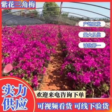 云南产地特色三角梅大量基地供货保质保量存活率高无死苗