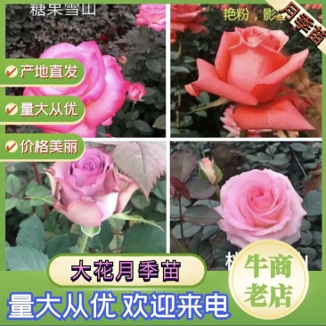 月季花苗基地直供支持视频看货线下看货服务一条龙