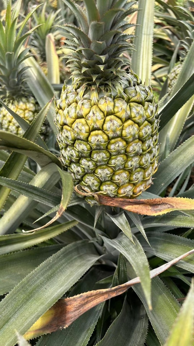 风梨，菠萝风梨