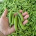 中豌九号豌豆荚长寿仁豌豆角双十一豌豆尖甜豌豆嫩青豌豆米粒