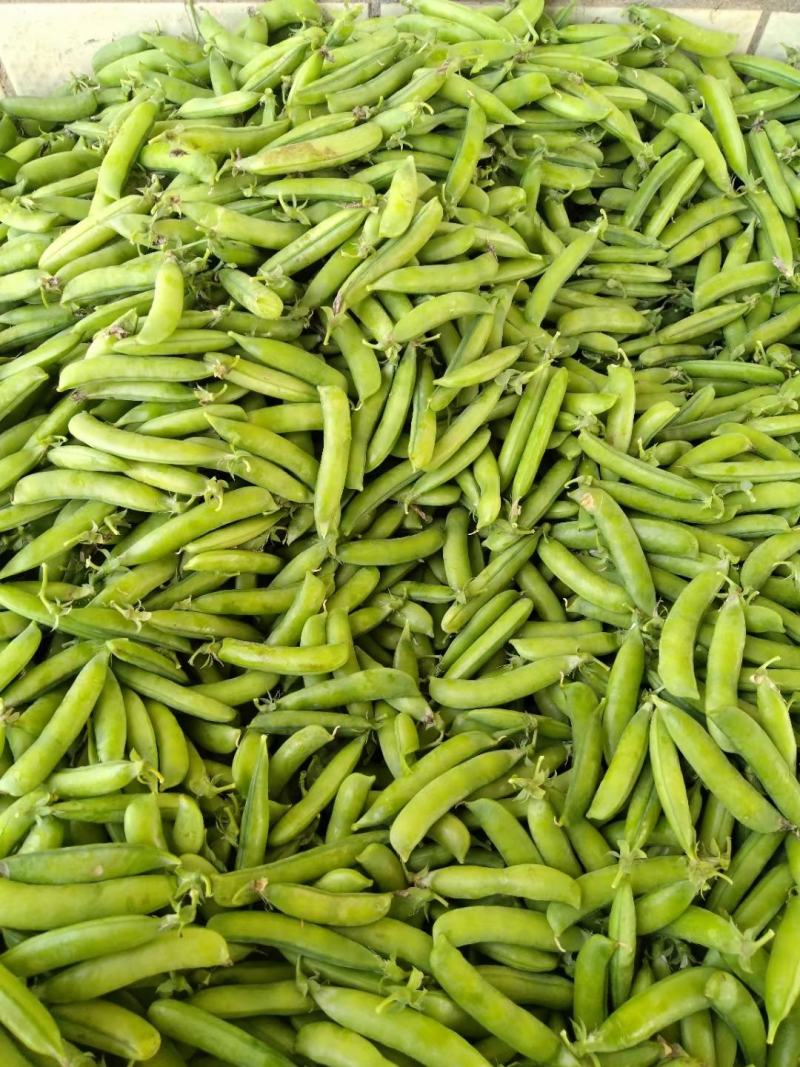 中豌九号豌豆荚长寿仁豌豆角双十一豌豆尖甜豌豆嫩青豌豆米粒