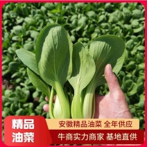 山东新鲜小油菜当季新鲜蔬菜小油菜上海青小白菜现摘现发