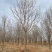 12公分白蜡10公分白蜡树基地15公分白蜡