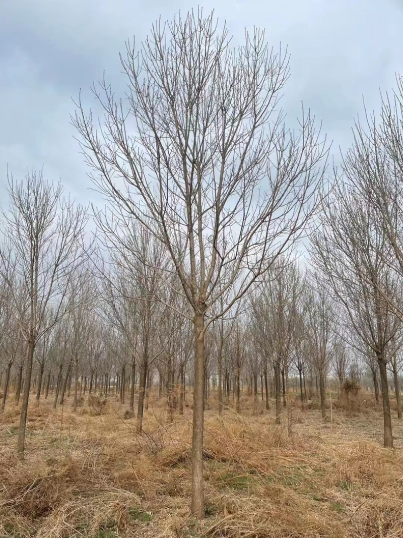 12公分白蜡10公分白蜡树基地15公分白蜡