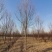 12公分白蜡10公分白蜡树基地15公分白蜡