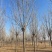 12公分白蜡10公分白蜡树基地15公分白蜡