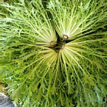 专业批发叶菜