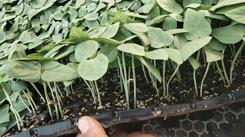 抗病高产种苗豇豆苗豆角苗长豆角苗一穴三株50穴盘当天发货
