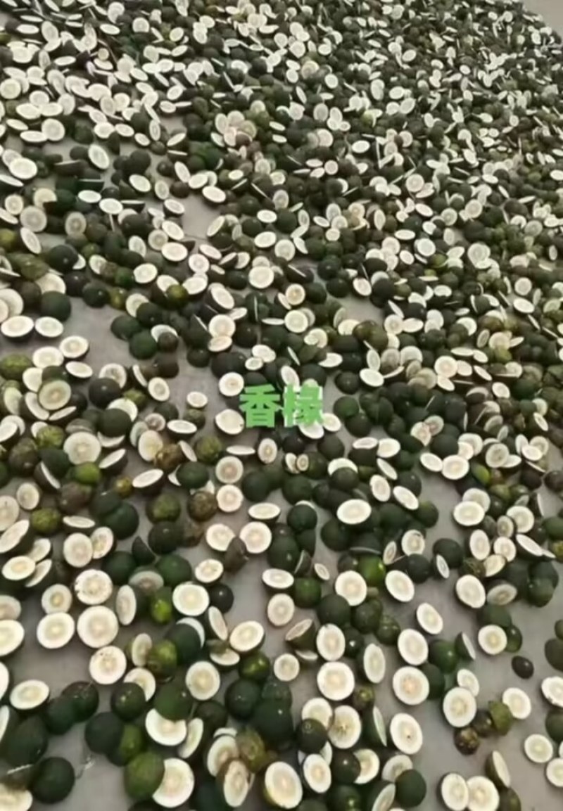 陕西汉中精品鲜香橼，品质好，个头均匀，