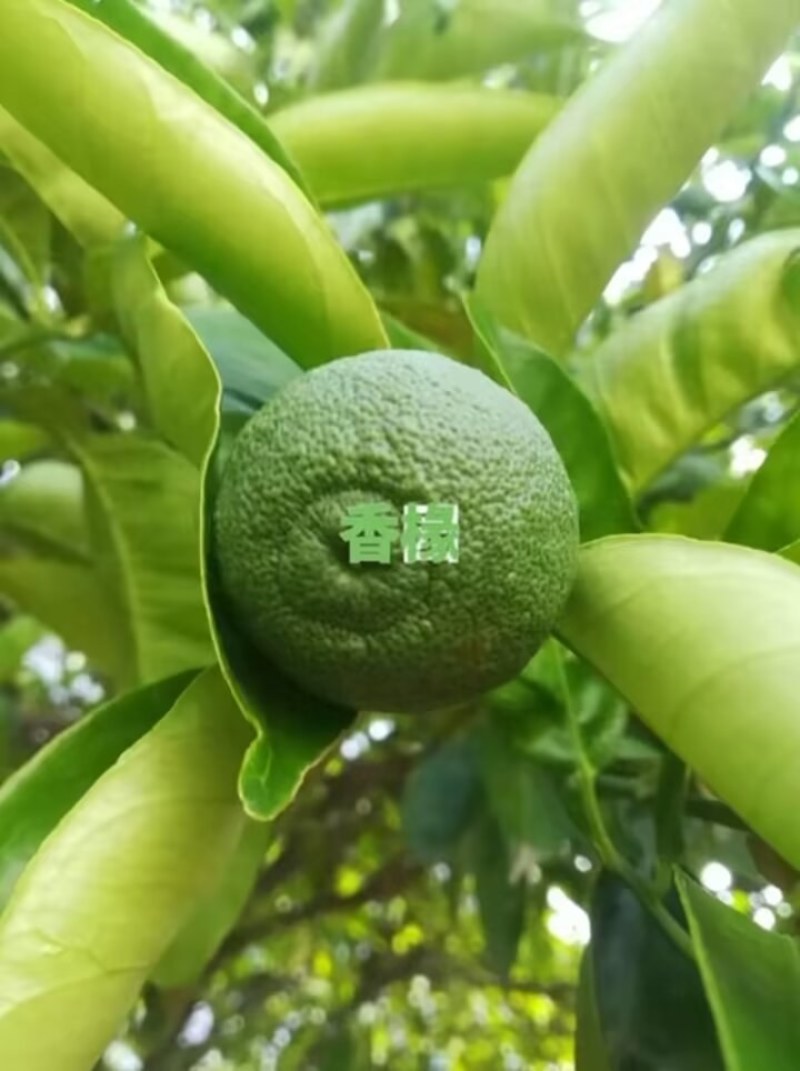 陕西汉中精品鲜香橼，品质好，个头均匀，