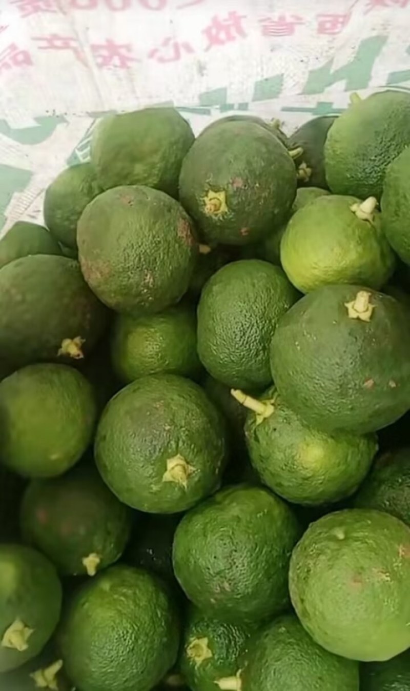 陕西汉中精品鲜香橼，品质好，个头均匀，