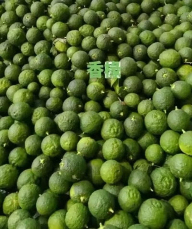 陕西汉中精品鲜香橼，品质好，个头均匀，