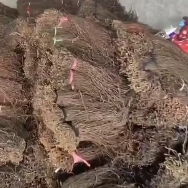 陕西汉中精品长豇豆，太阳晒干豇豆，货量大，质量好，颜色好