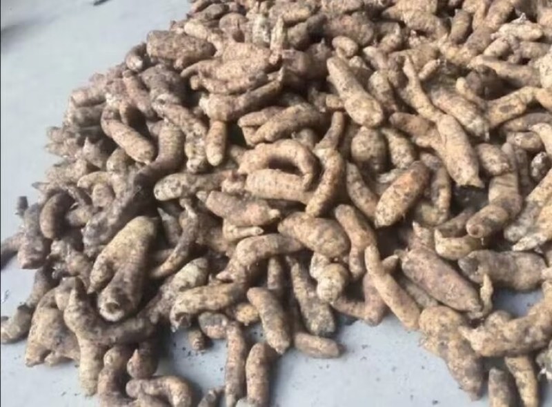 陕西汉中精品天麻，红麻，杂交麻