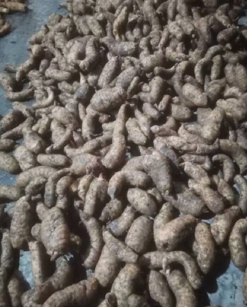 陕西汉中精品天麻，红麻，杂交麻