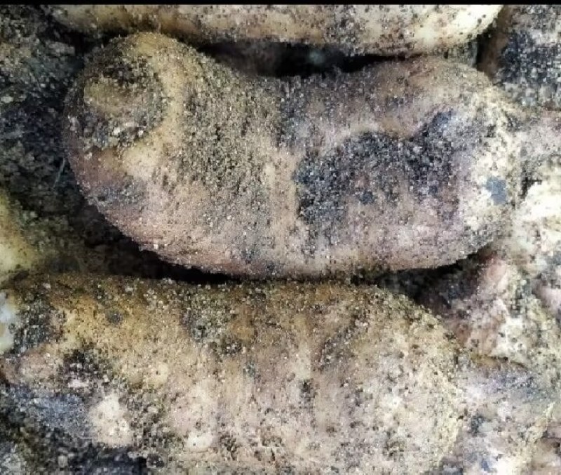 陕西汉中精品天麻，红麻，杂交麻