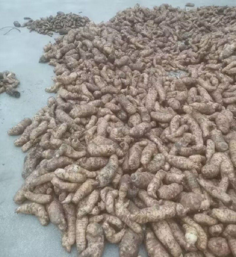 陕西汉中精品天麻，红麻，杂交麻