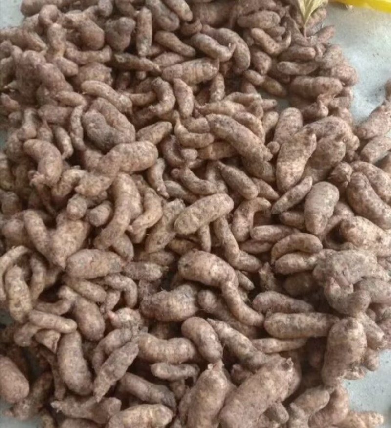 陕西汉中精品天麻，红麻，杂交麻