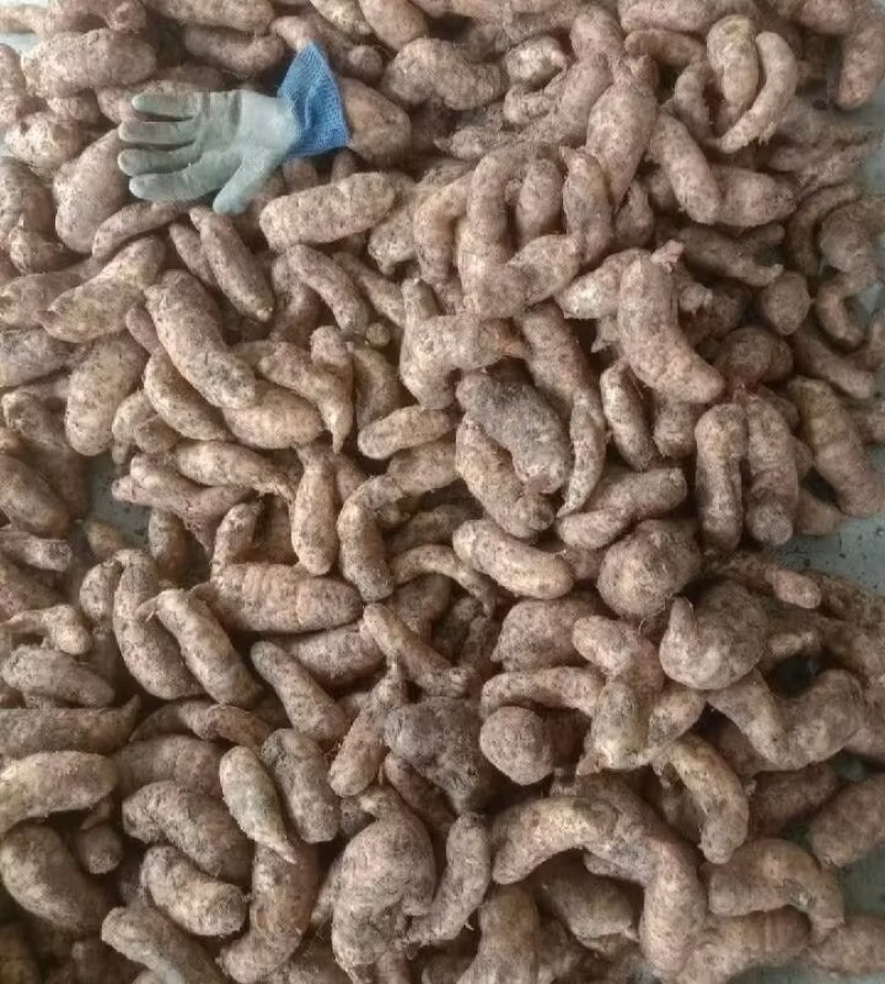 陕西汉中精品天麻，红麻，杂交麻