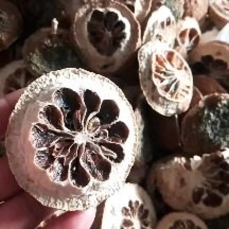 精品干香橼，机壳大量有货，