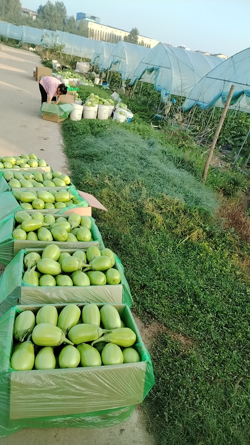 随州青茄茄子大量上市品质保证诚信经营实物为准