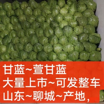 圆白菜，甘蓝，面包宣甘蓝，聊城产地大量现货，诚信代发代发