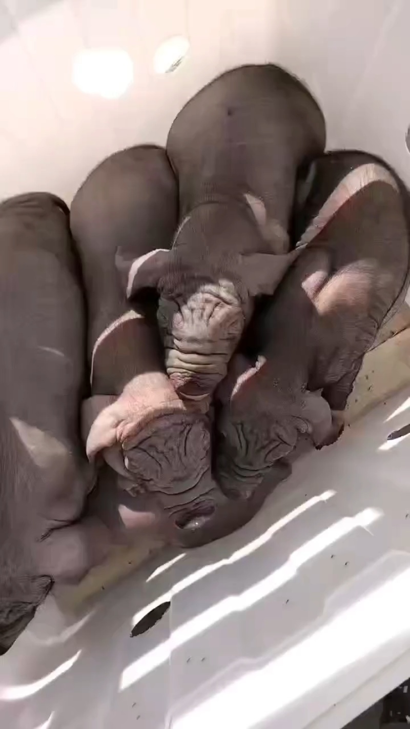 太湖猪