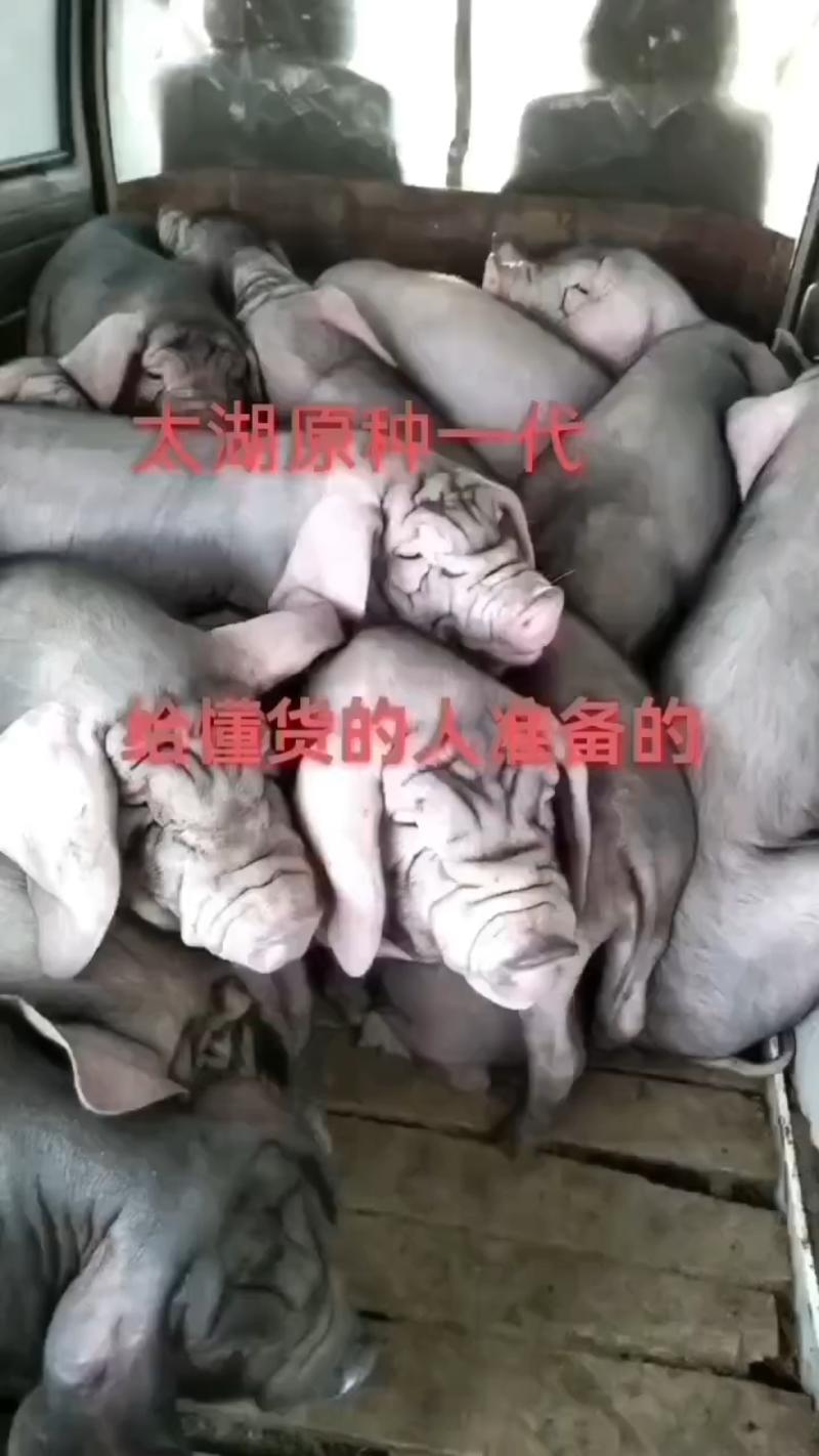太湖猪