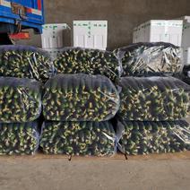 河南夏邑县袋装密刺黄瓜大量供应，产地直供，对接全国发货。